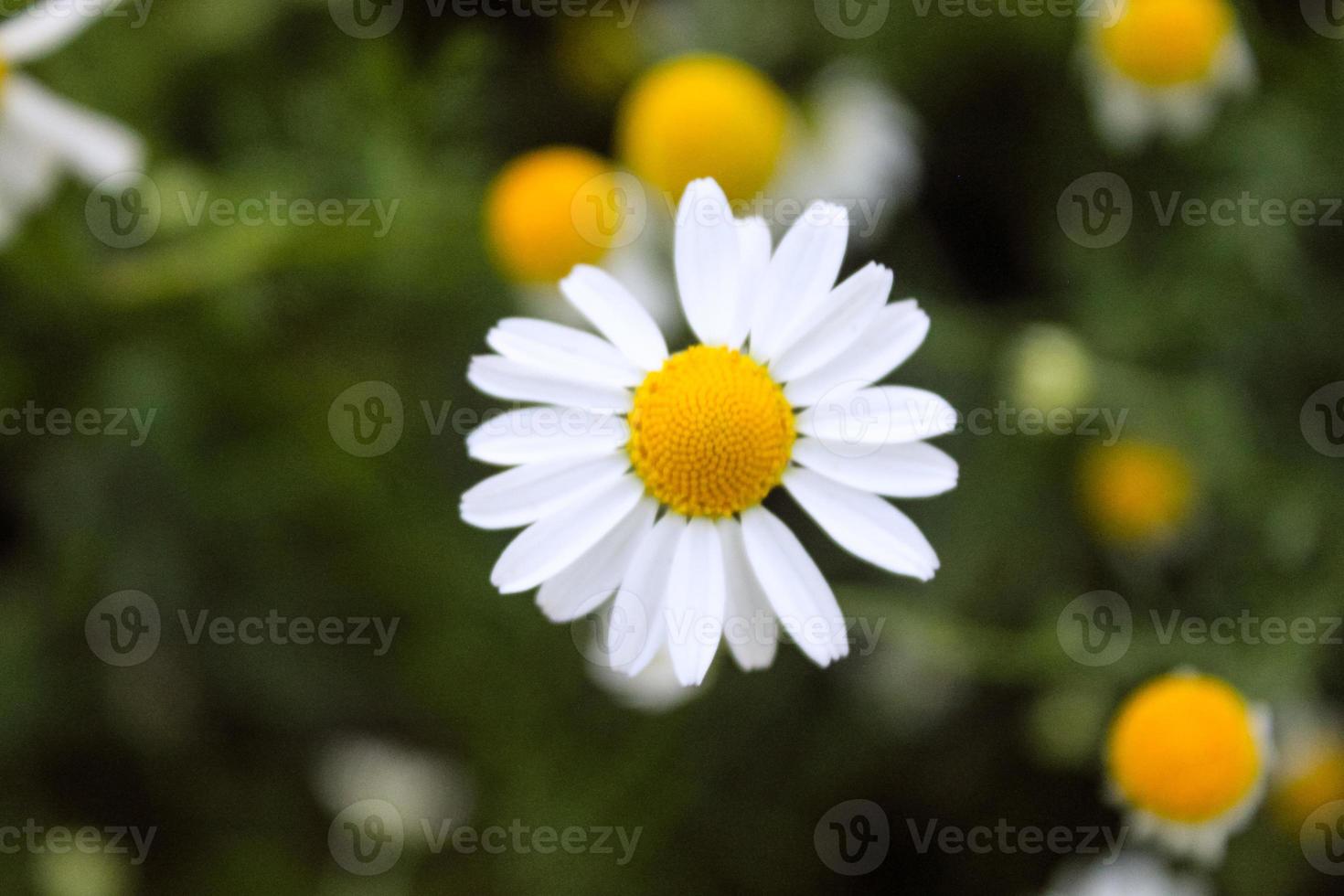 natürliche schöne Blumennahaufnahme foto