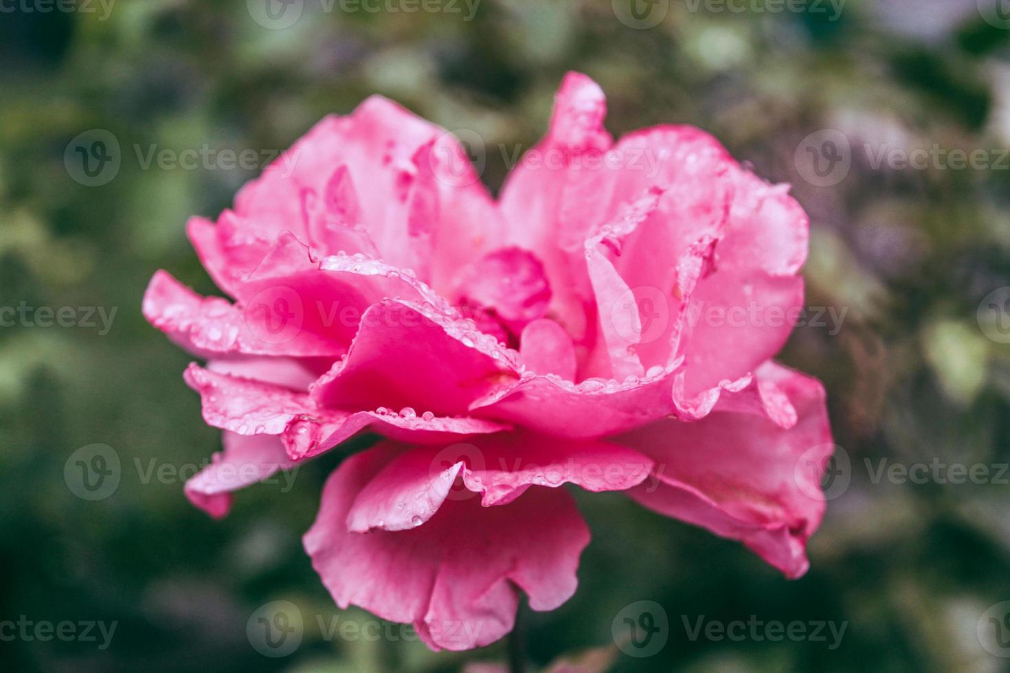 natürliche schöne Blumennahaufnahme foto