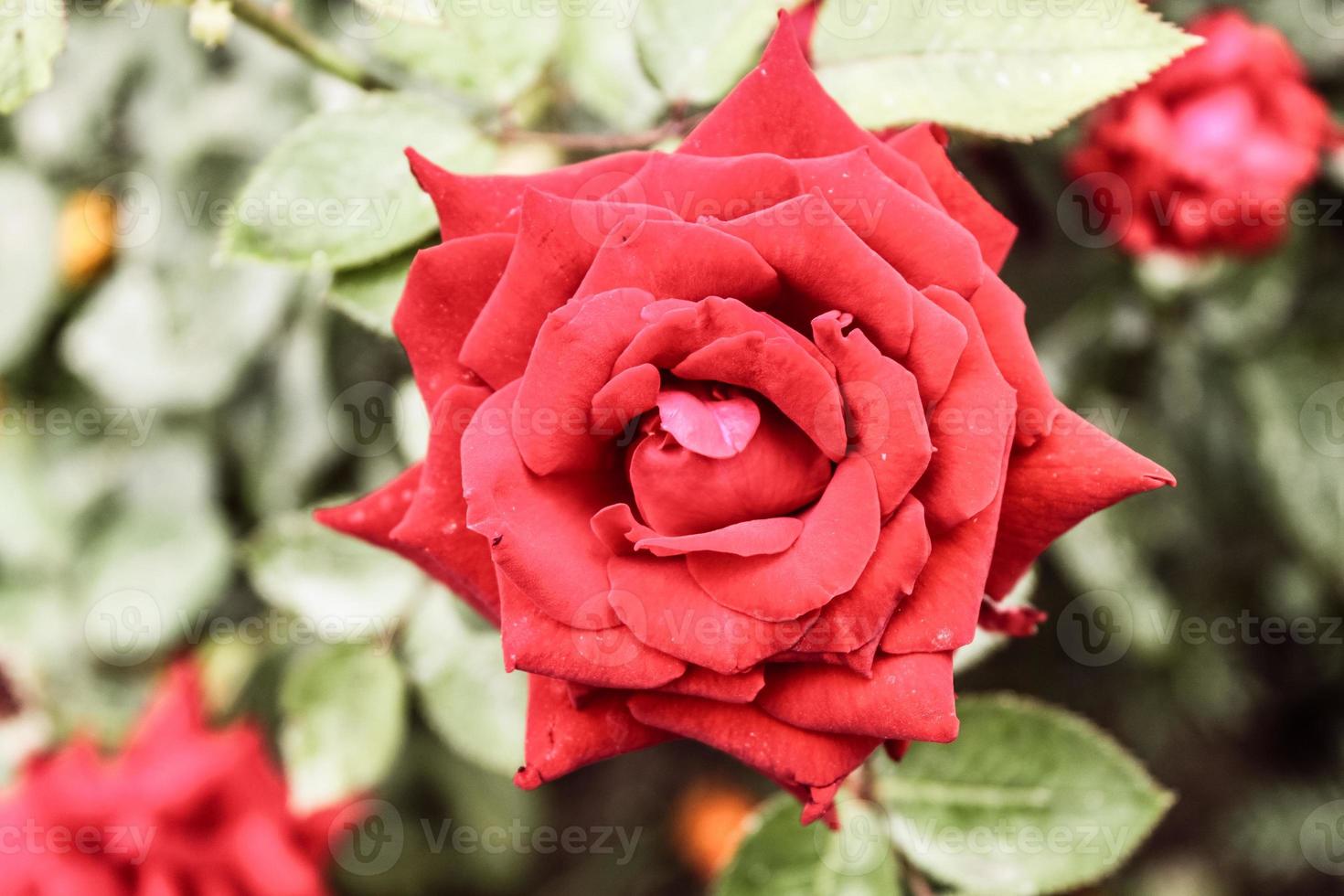 natürliche schöne Blumennahaufnahme foto