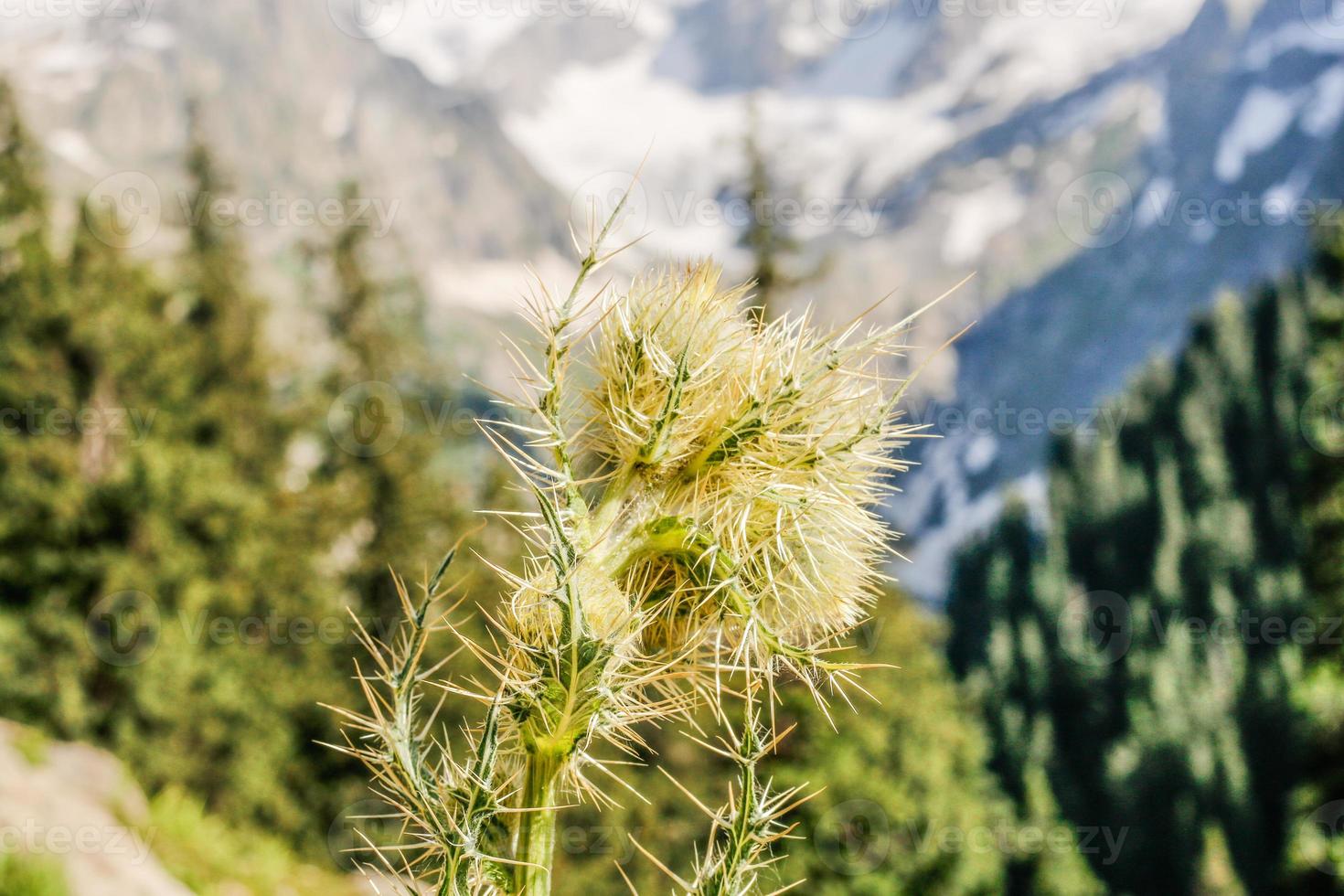 kumrat tal schöne landschaft bergblick foto