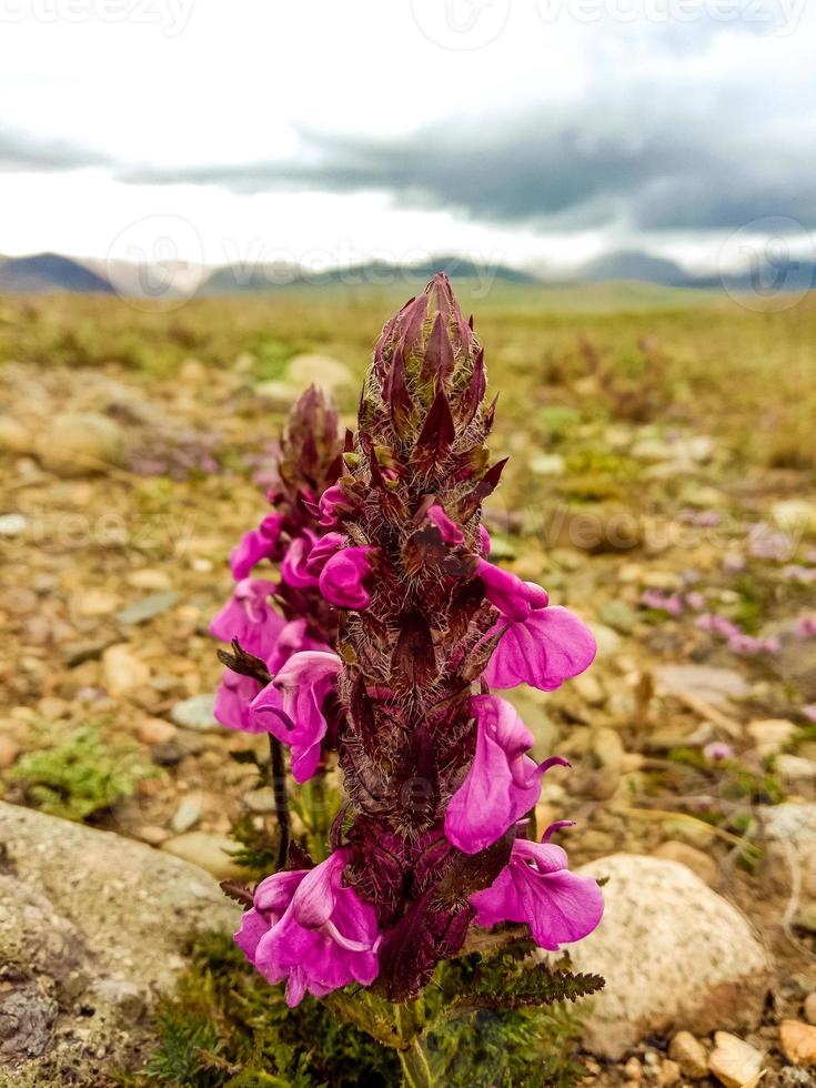 Blumen des Deosai-Nationalparks foto