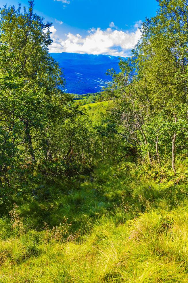 Berg- und Waldlandschaftspanorama am sonnigen Tag vang norwegen foto