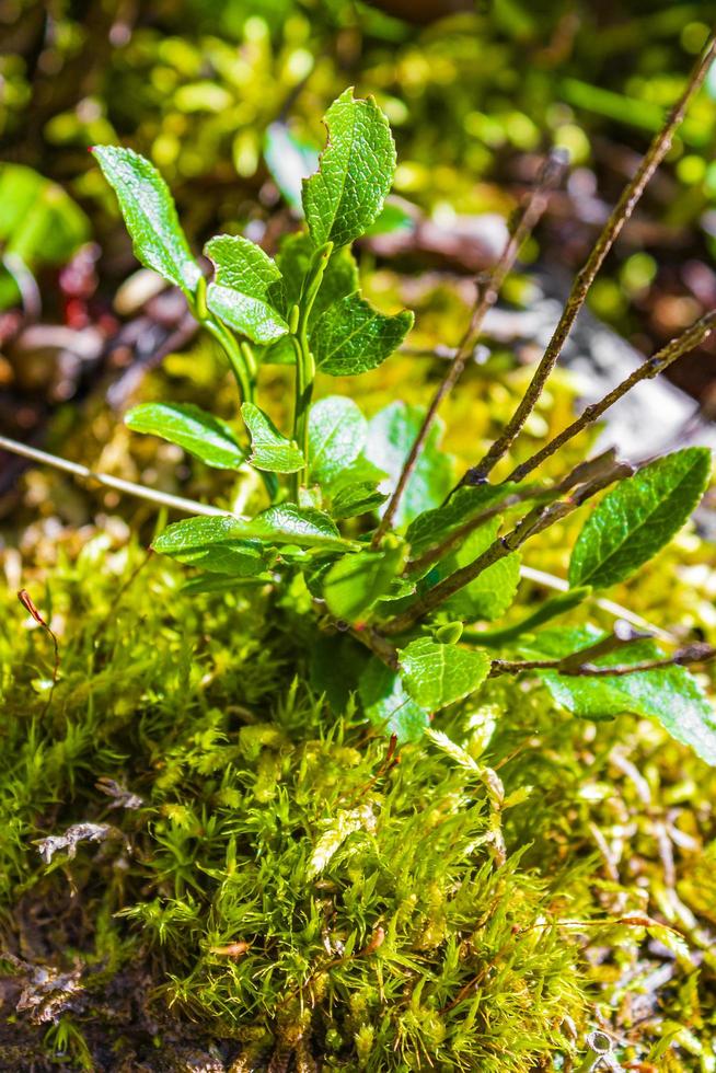 Grüne Bodenpflanzen in der norwegischen Natur. vang i valdres norwegen foto