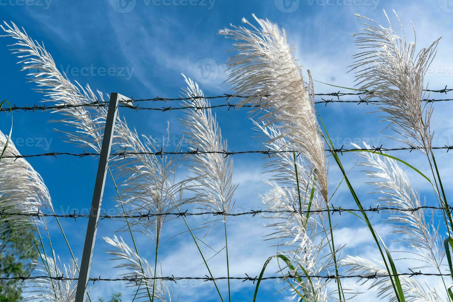 Gras Blumen draußen das mit Widerhaken Draht Zaun foto