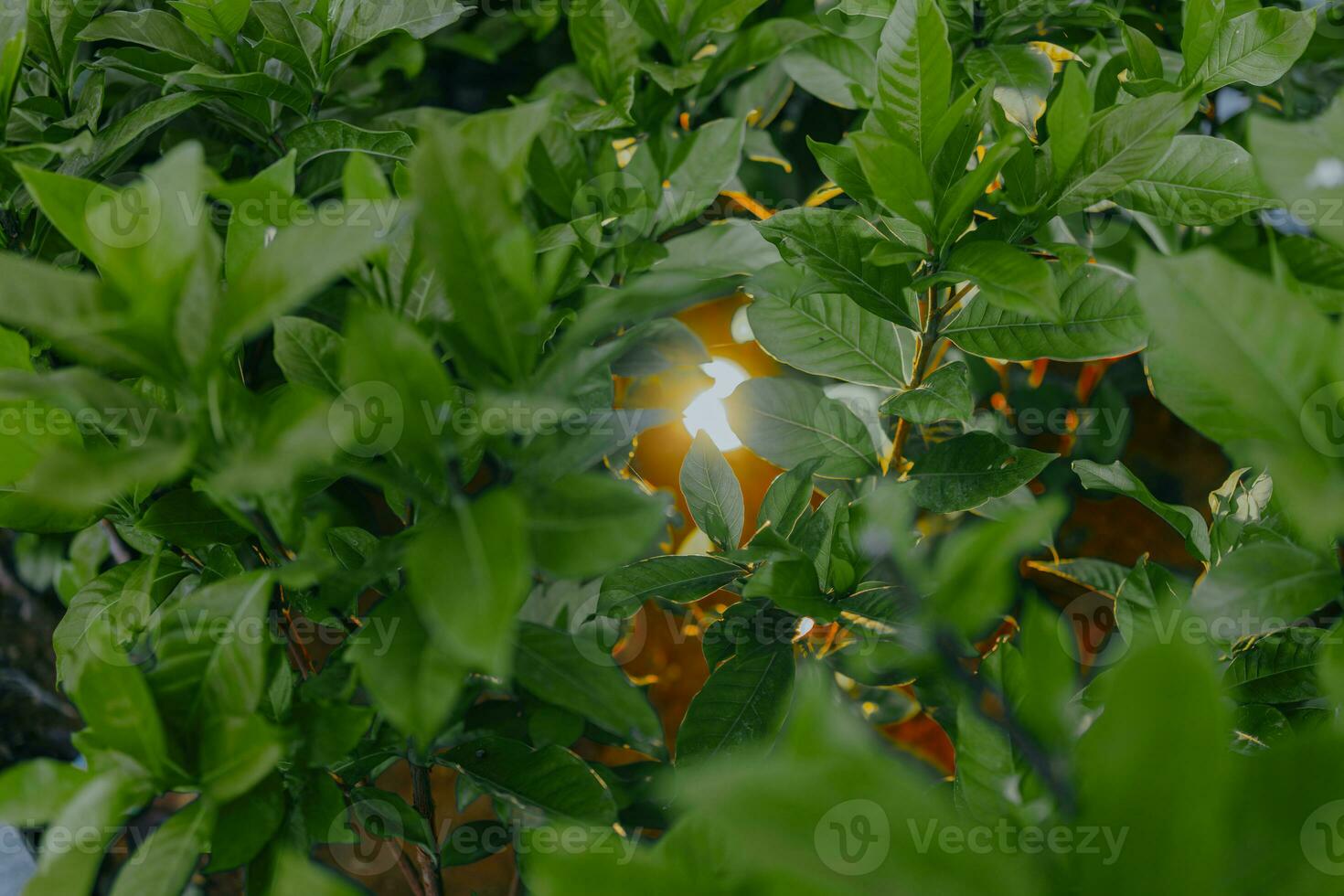 Gelb Lampe Licht im das Garten bedeckt durch Grün Tee Blätter. foto