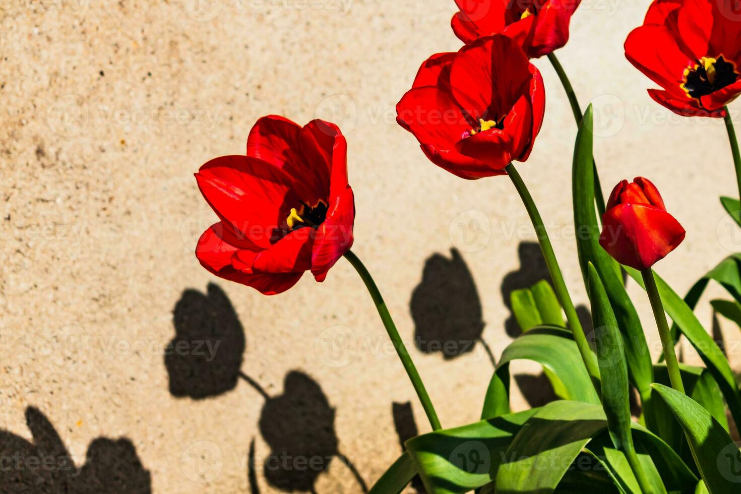 rot Tulpen im das Boden im ein Garten beim Frühling foto