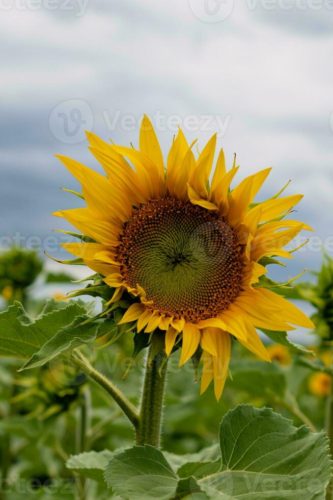 Sonnenblumen im ein Feld mit das Himmel, Helianthus annuus foto
