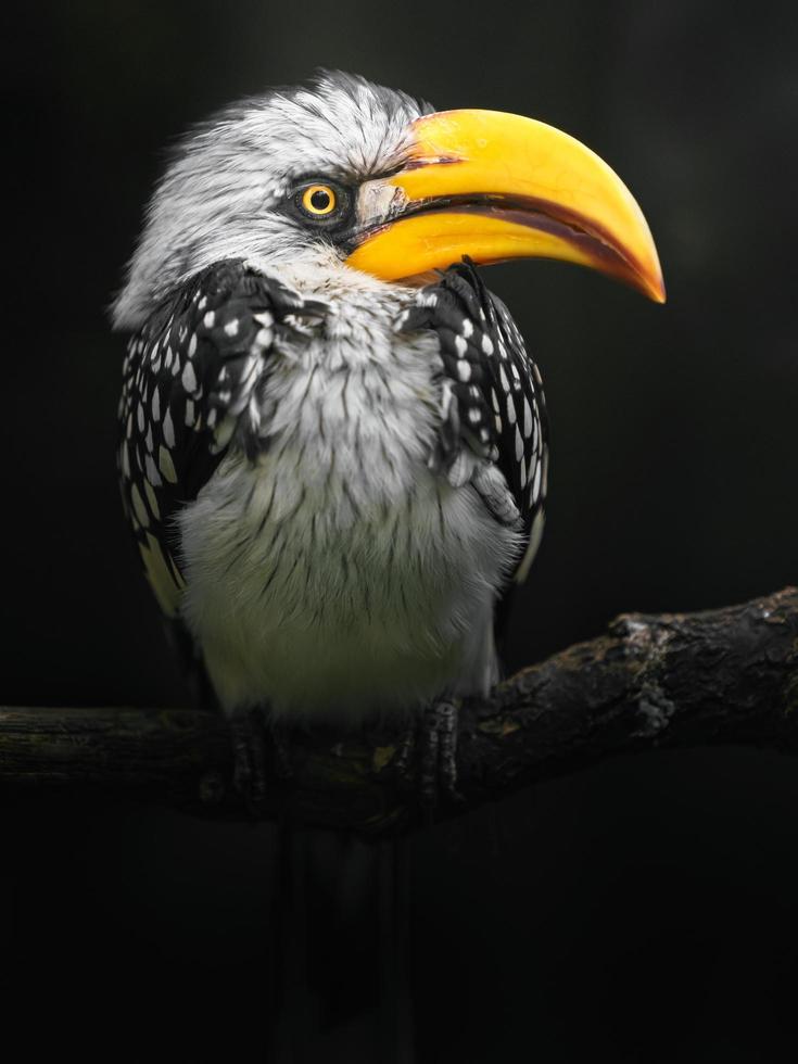 östlicher Gelbschnabel-Nashornvogel foto