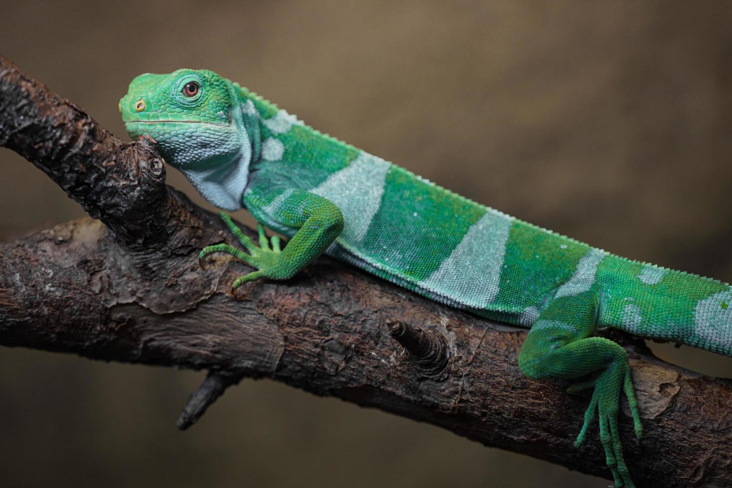 Leguan mit Fidschi-Band foto