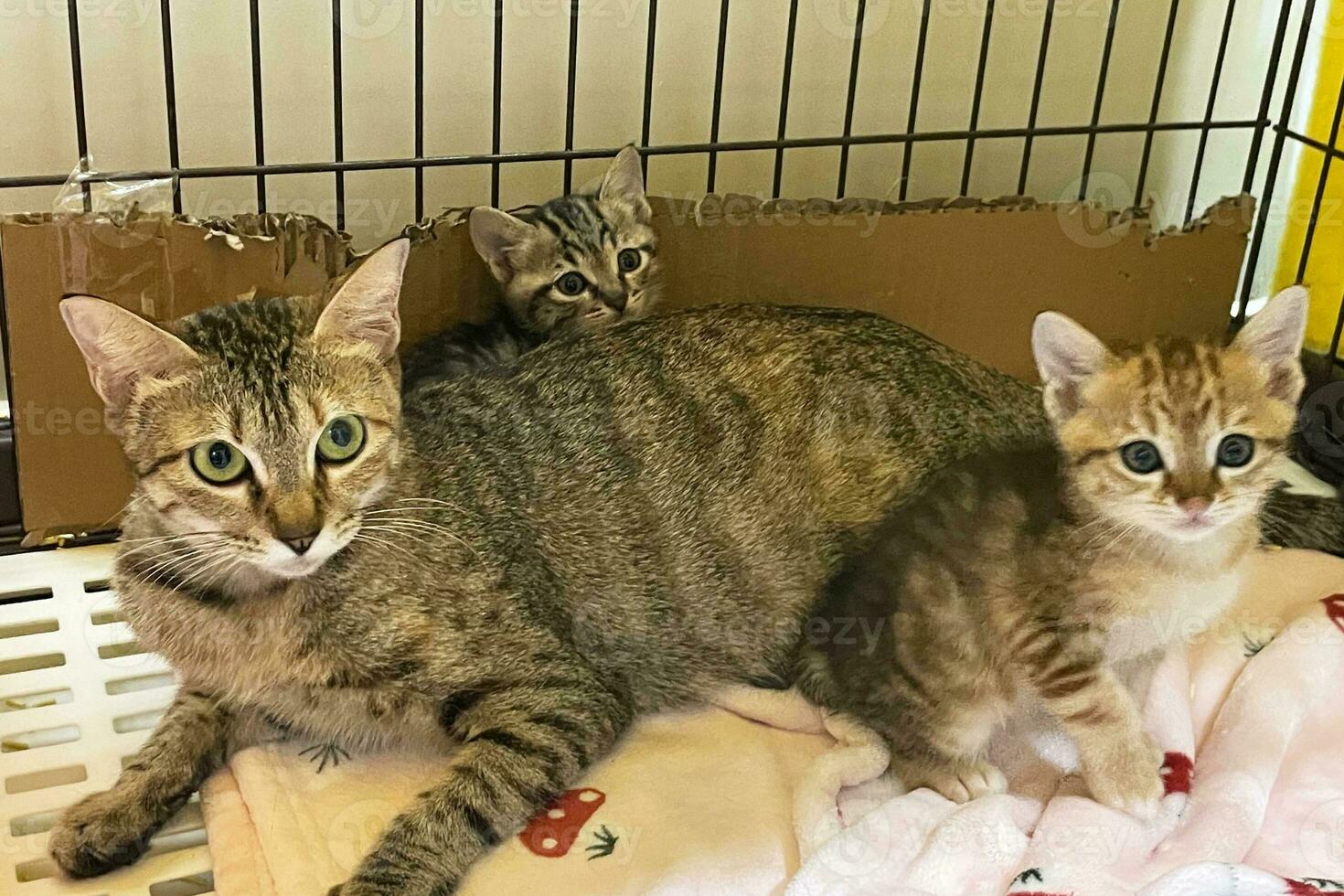 Nahansicht Porträt von ein Schlafen Katze foto