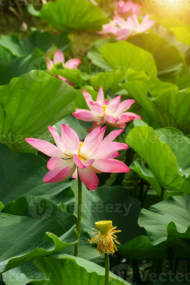 Rosa Lotus Blume sind Blühen foto