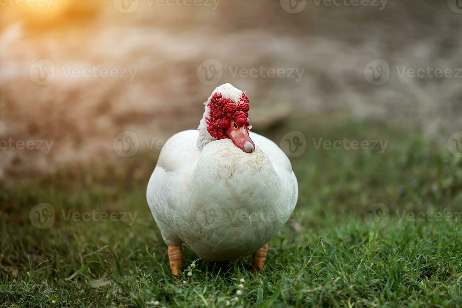 Weiß Enten im öffnen Bauernhof foto