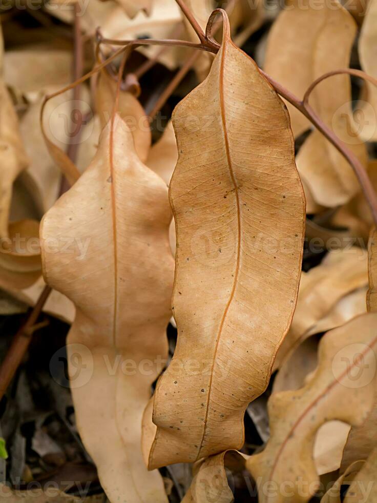 schließen oben trocken Eukalyptus Blatt. foto