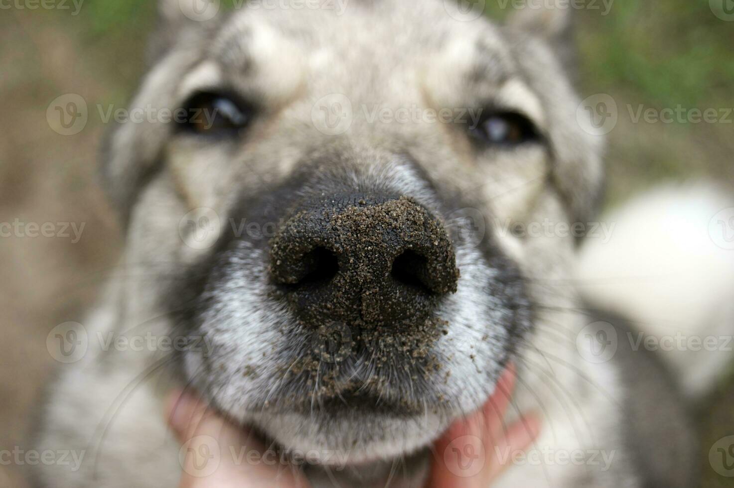 Westen sibirisch grau Laika mit schmutzig Nase. selektiv Fokus auf Nase, flach Tiefe von Feld. foto