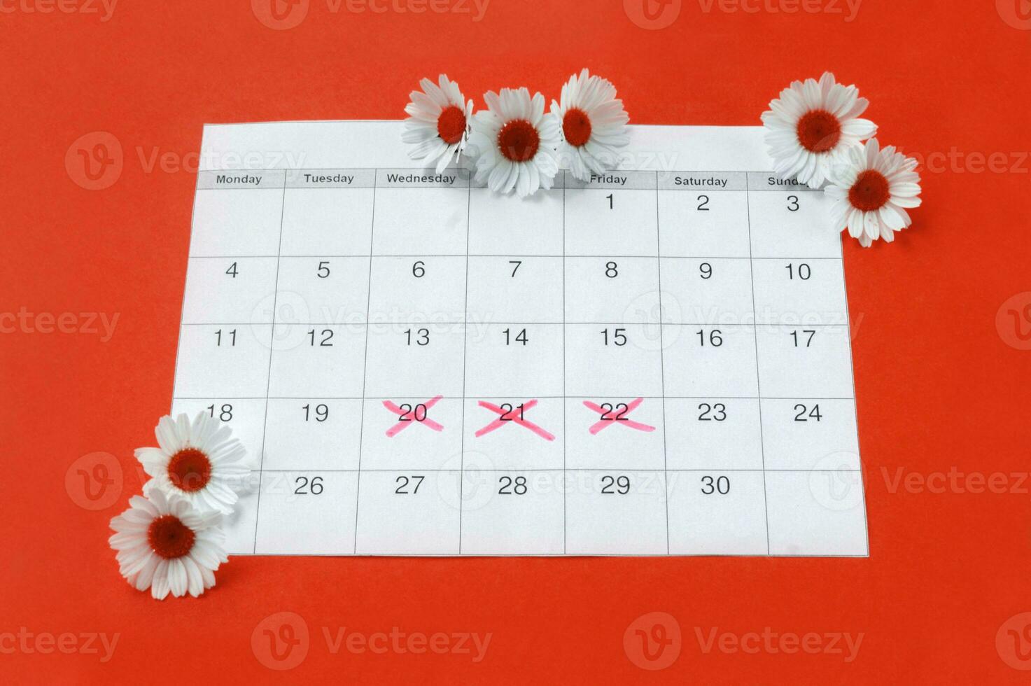 Kamille auf Menstruation Zeitraum Kalender auf rot Hintergrund. foto