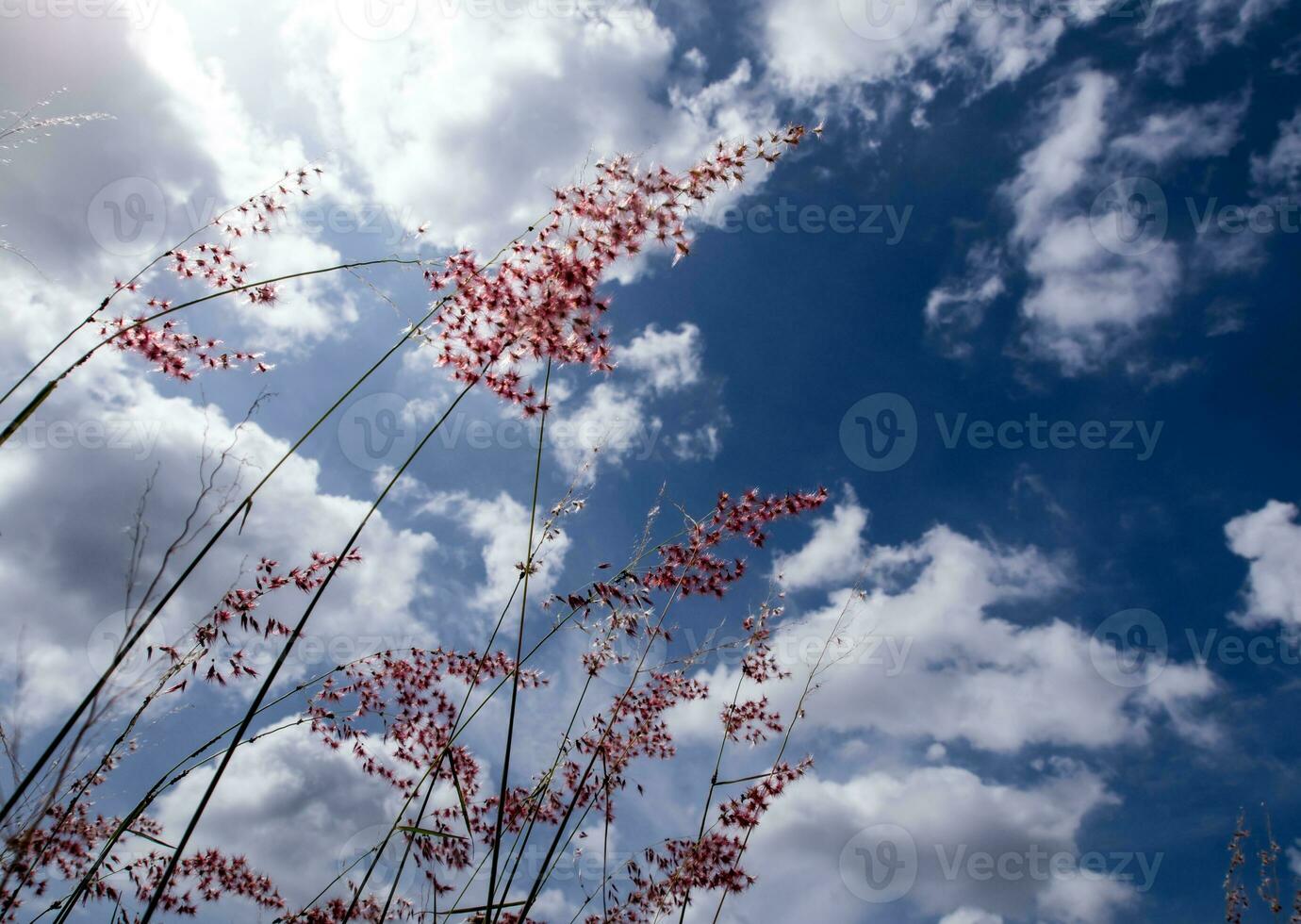 Natal-Rubingrasblumen im hellen Sonnenlicht und flauschige Wolken am blauen Himmel foto