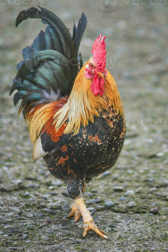 ein Hähnchen im das Bauernhof foto