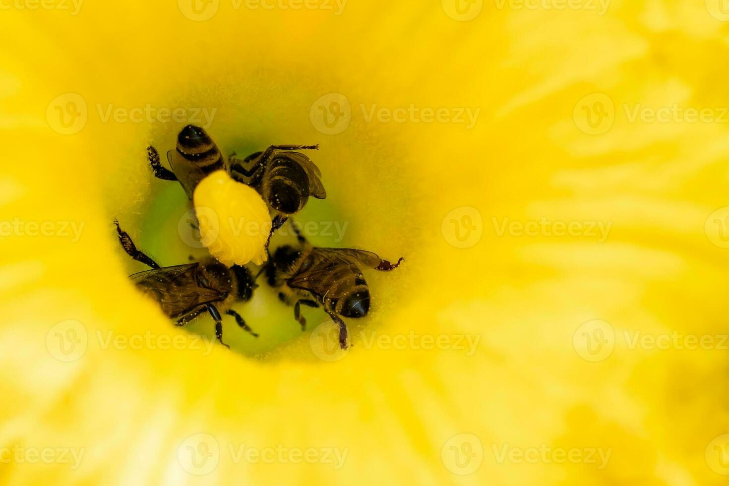 Blume von Zucchini mit Bienen. Bestäubung von Blumen. foto
