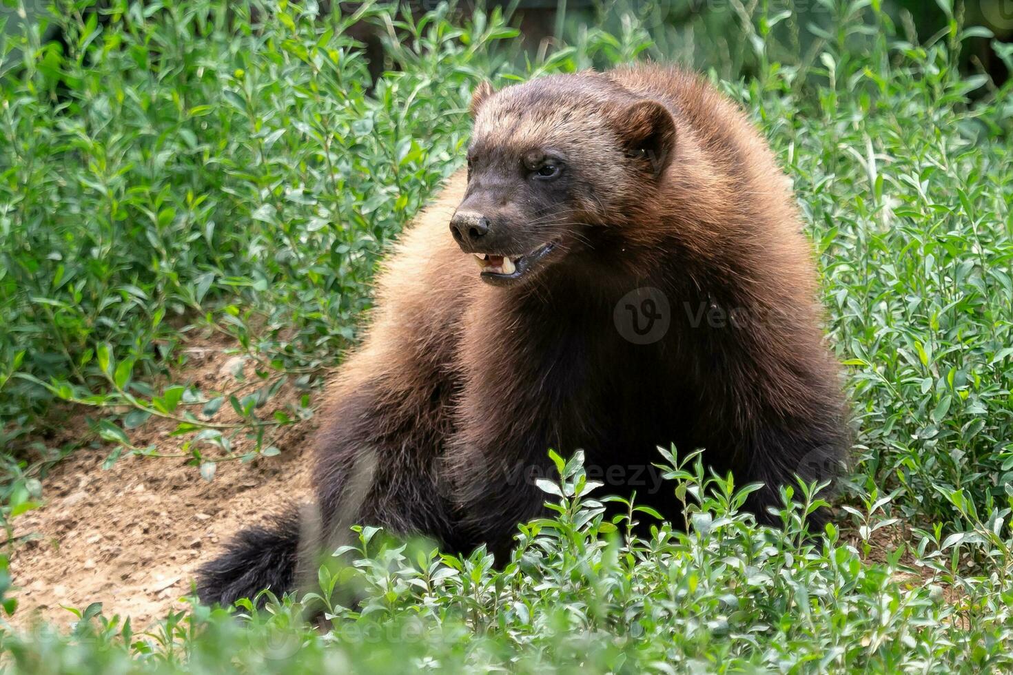 Vielfraß, gulo Gulo, Sitzung auf ein Wiese ebenfalls namens Vielfraß, Carcajou, Skunk tragen, oder Schnellschraffur foto