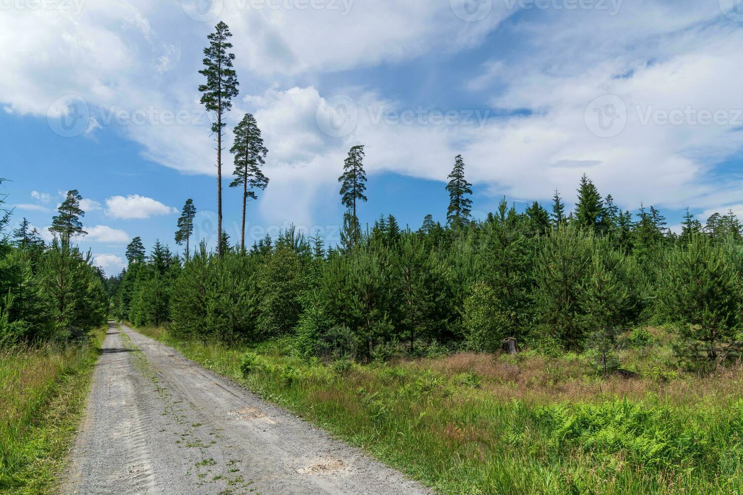 Straße im Wald. Wald Fußweg. foto