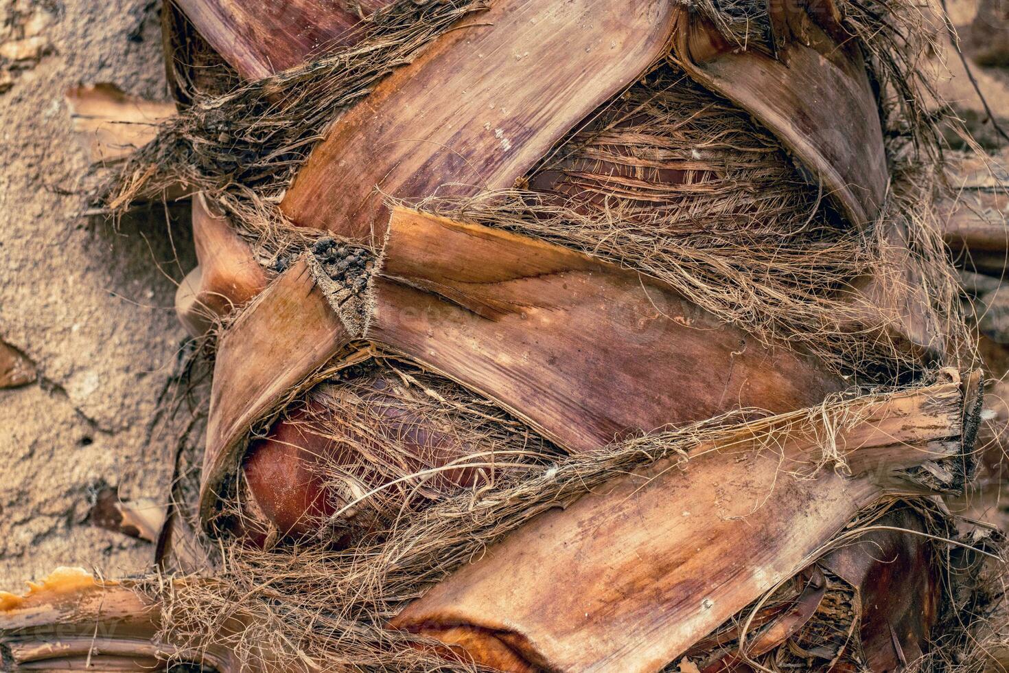 Palme Baum Kofferraum detailliert Hintergrund Muster. Palme Baum Kofferraum Textur. geknackt Rinde von alt tropisch Palme Baum foto