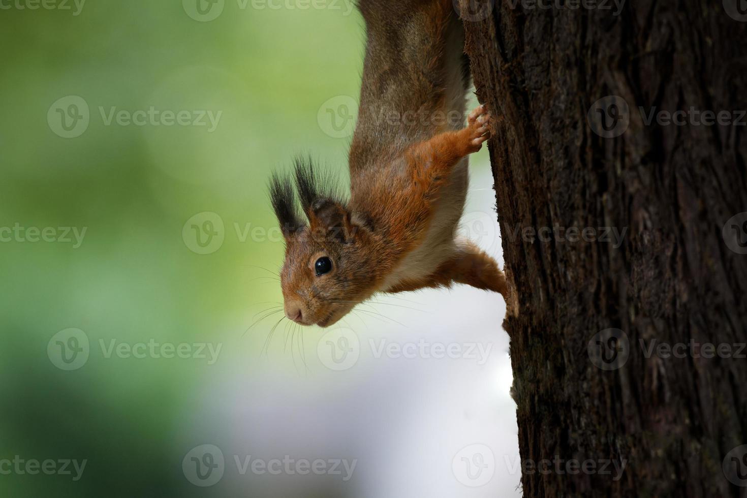 Nahaufnahme von Eichhörnchen kopfüber auf Baumstamm, der neugierig aussieht foto