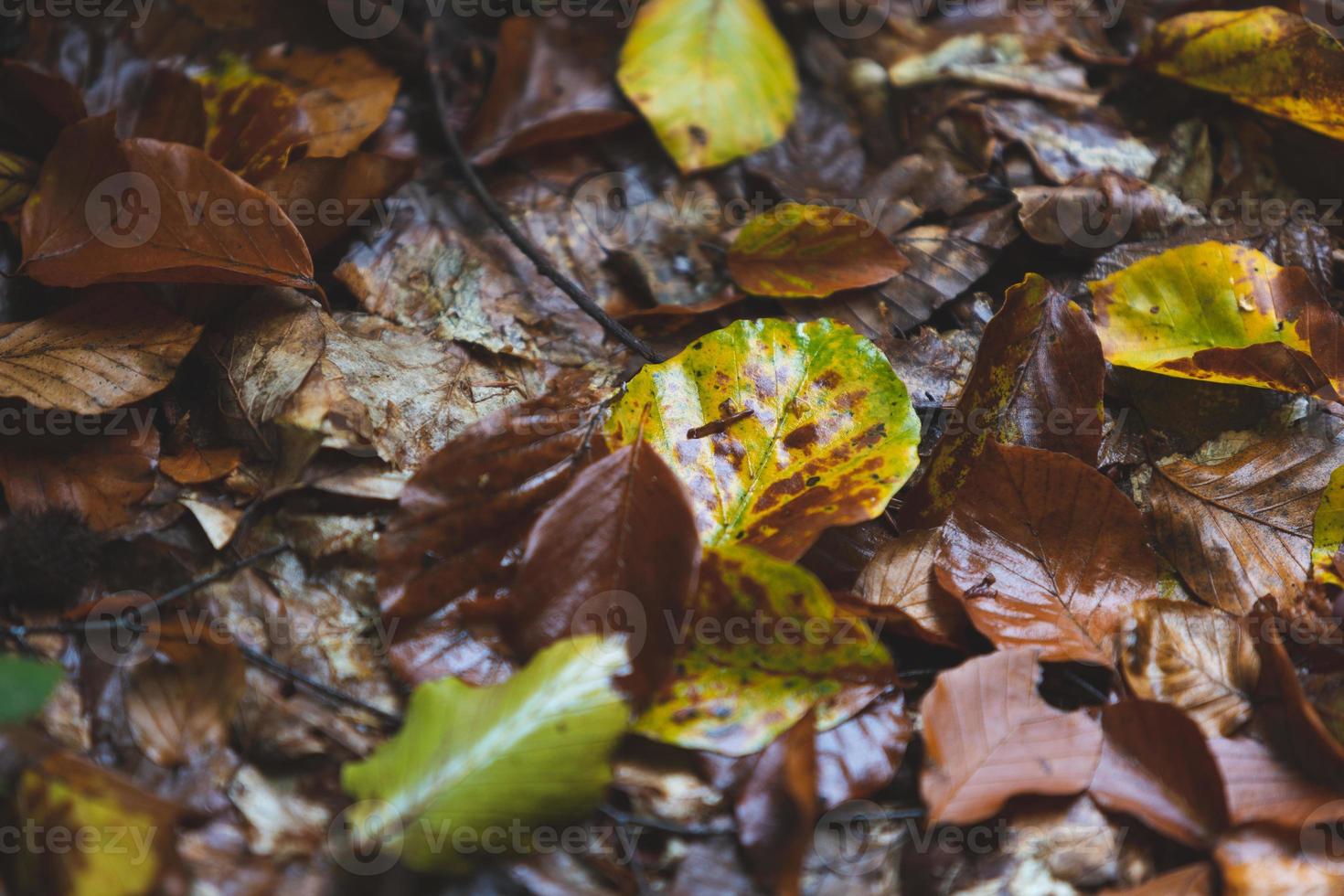 Blätter im Herbstwald foto