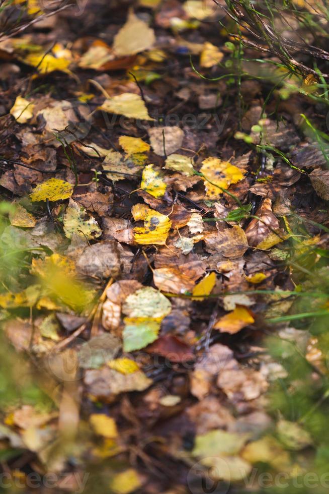 Blätter im Herbstwald foto