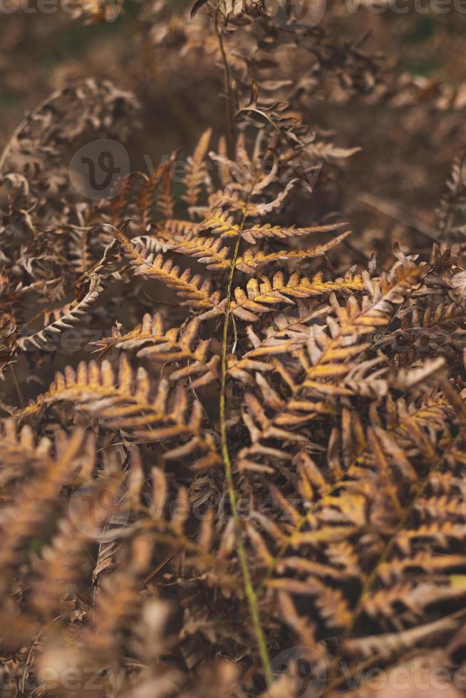 Blätter im Herbstwald foto