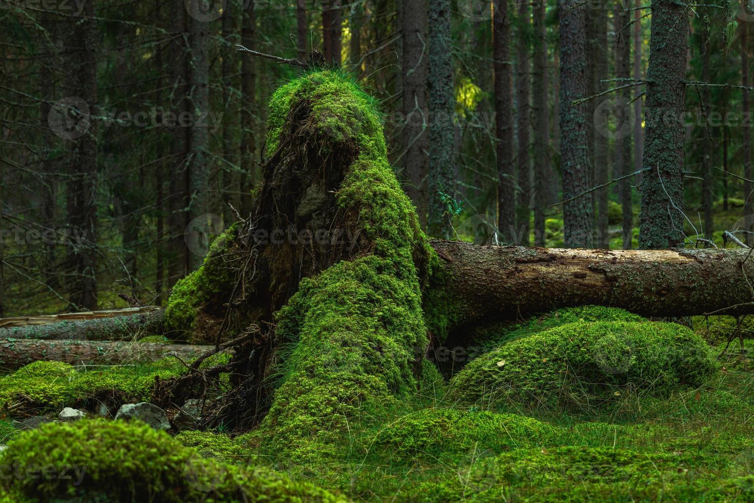 große Wurzel einer umgestürzten Tanne mit grünem Moos bedeckt foto