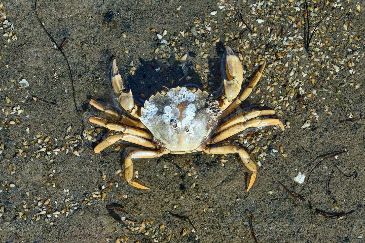 Strand Krabbe oder Grün Krabbe resp.carcinus maenas beim Norden Meer ,Deutschland foto