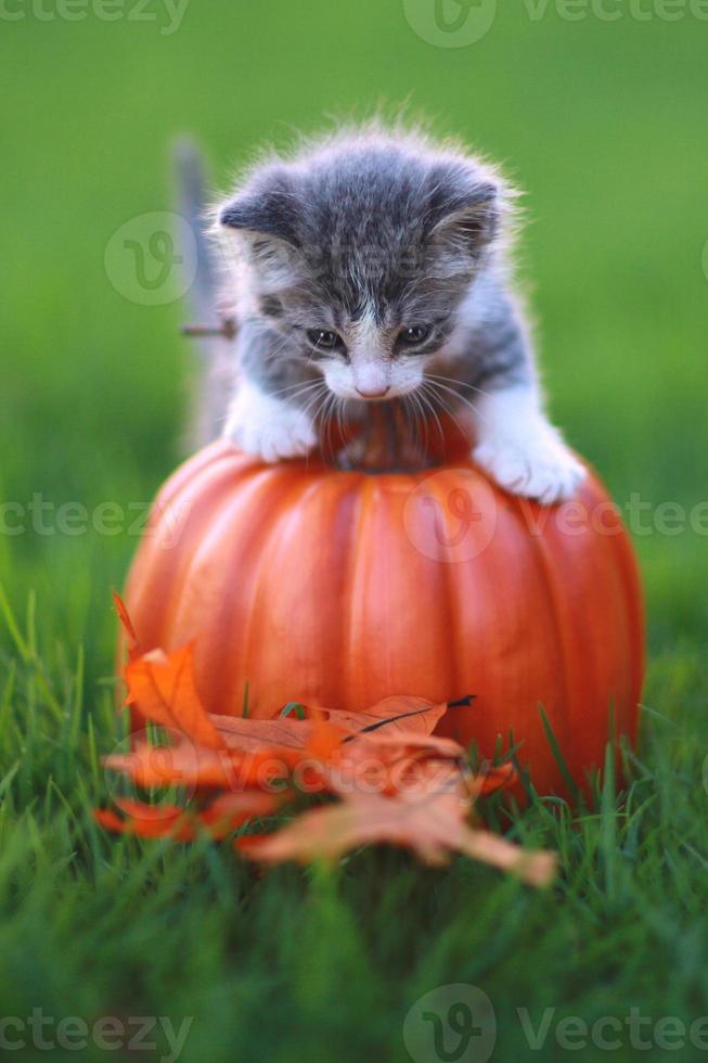 Kätzchen mit Herbstmotiv foto