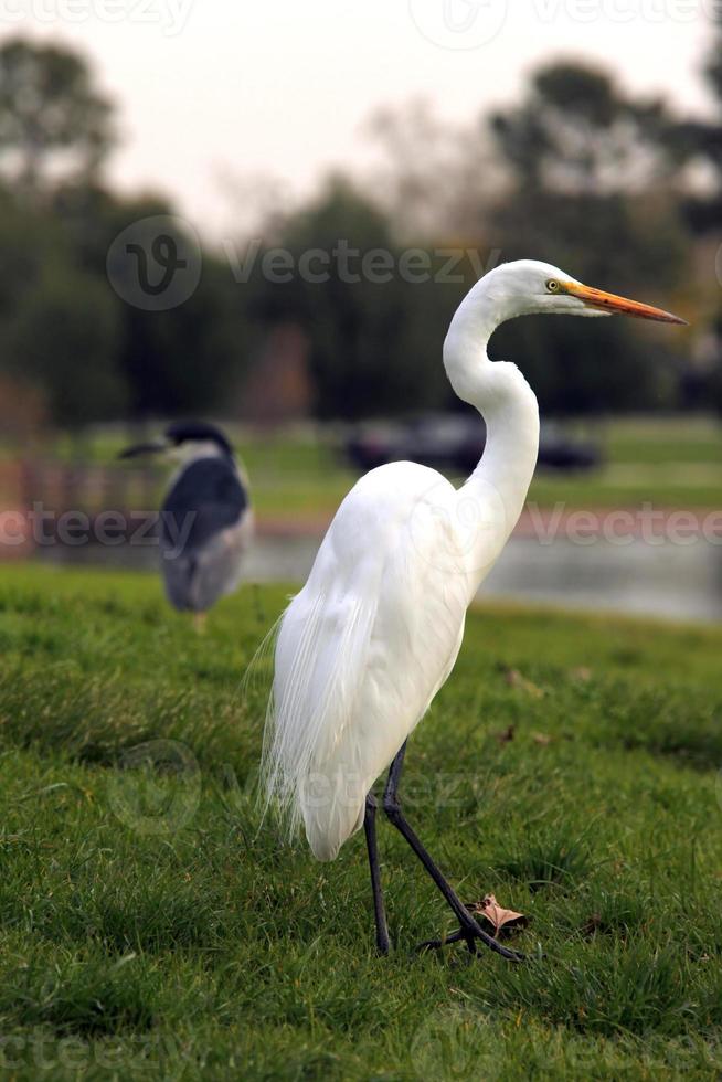 Schneereihervogel im Freien foto