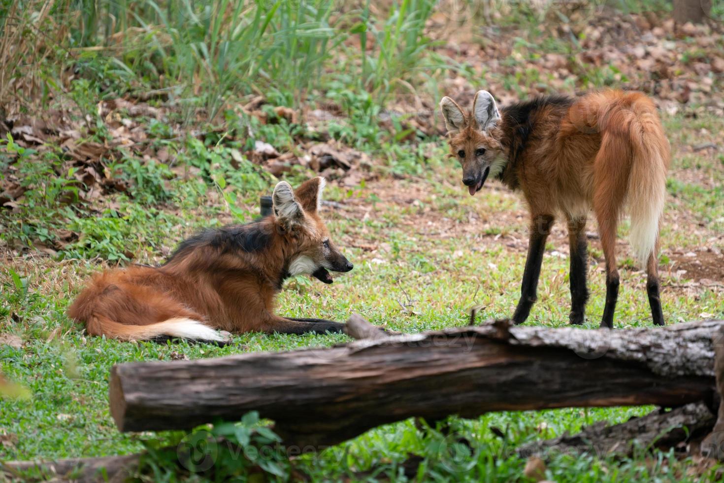 Mähnenwolf Chrysocyon brachyurus foto