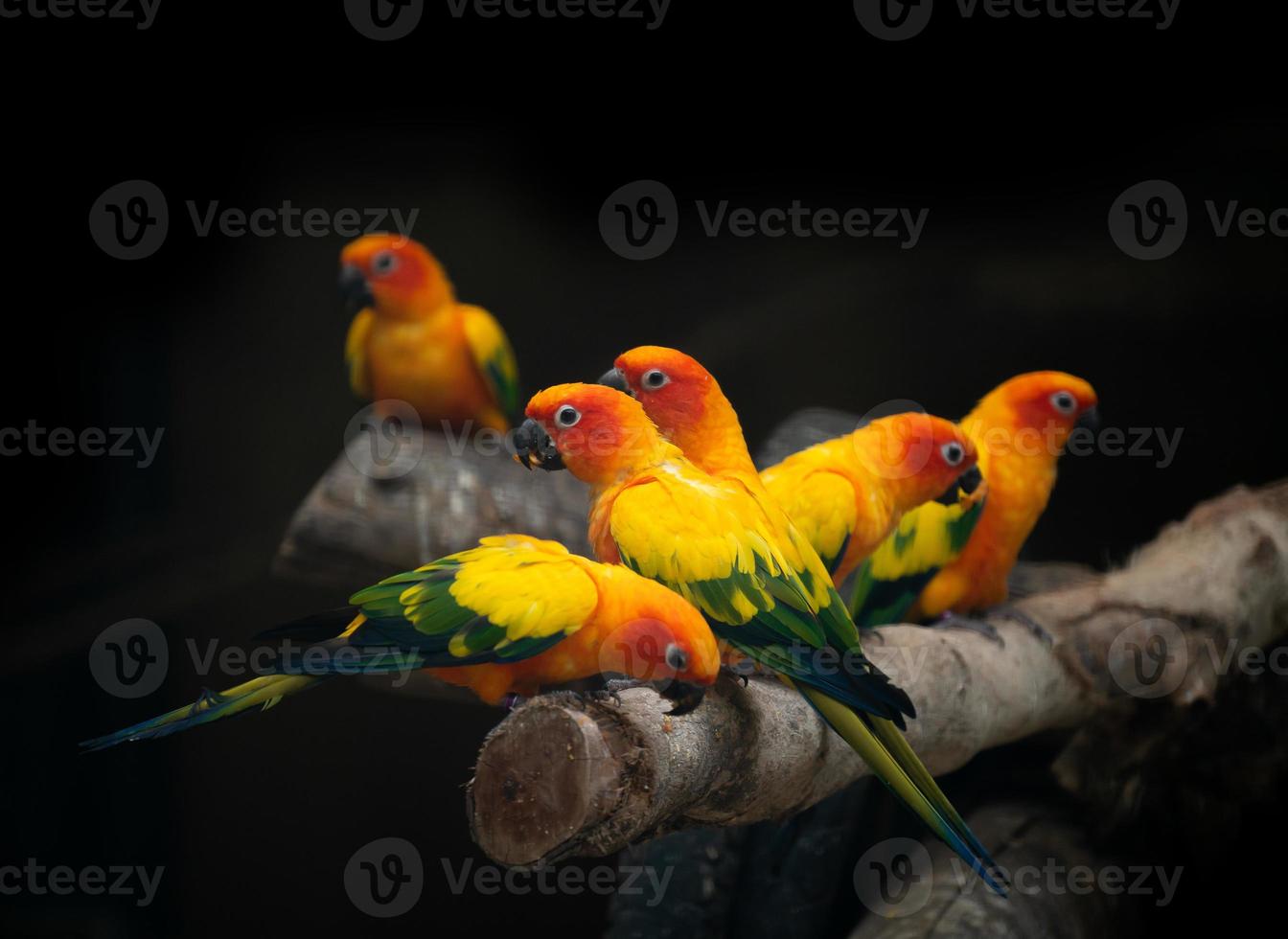 Gruppe von Sunconure Papagei Vogel dunklen Hintergrund foto