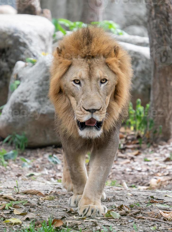 männlicher Löwe, der im Zoo spazieren geht foto