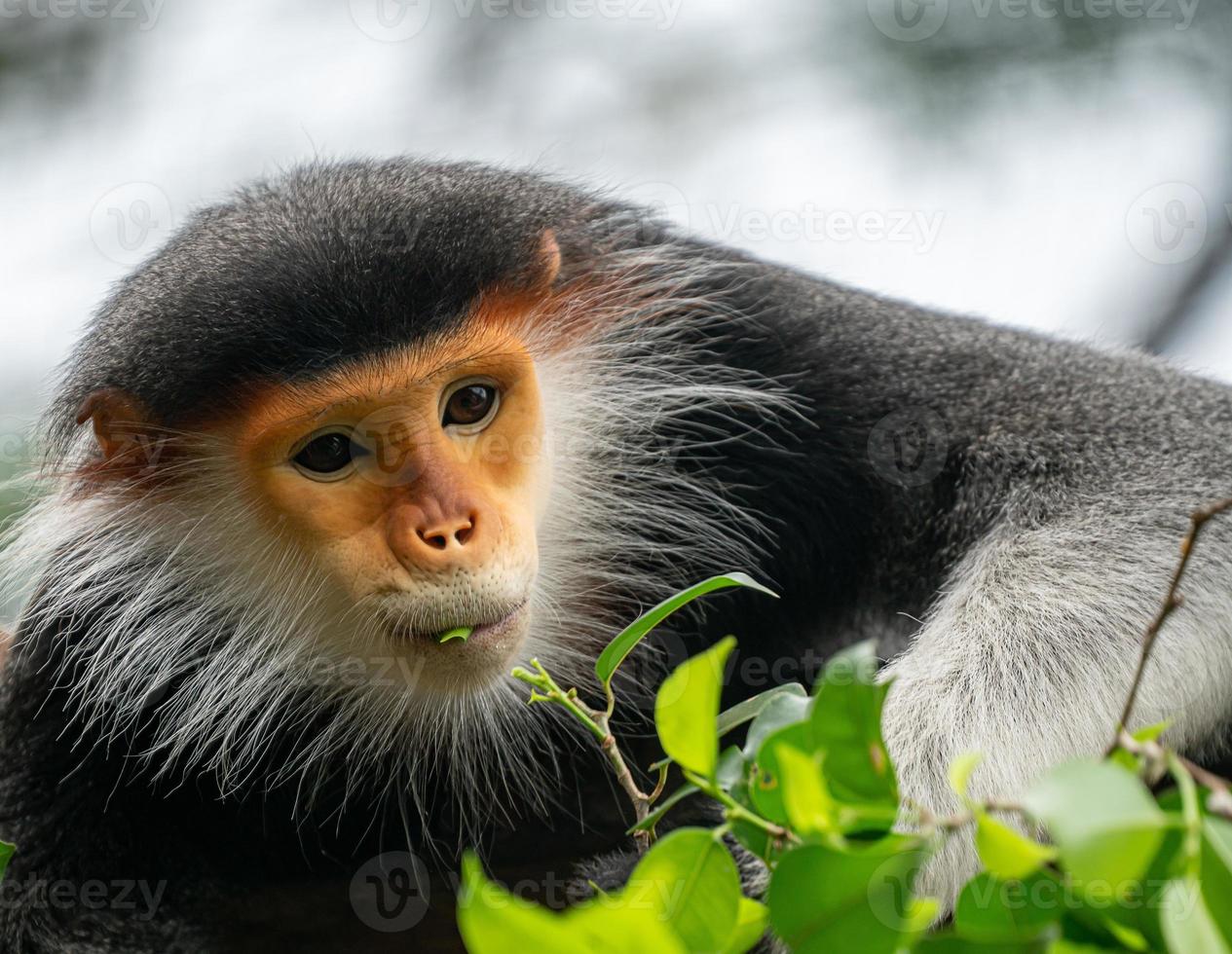 Rotschenkel-Douc-Langur Pygathrix nemaeus foto