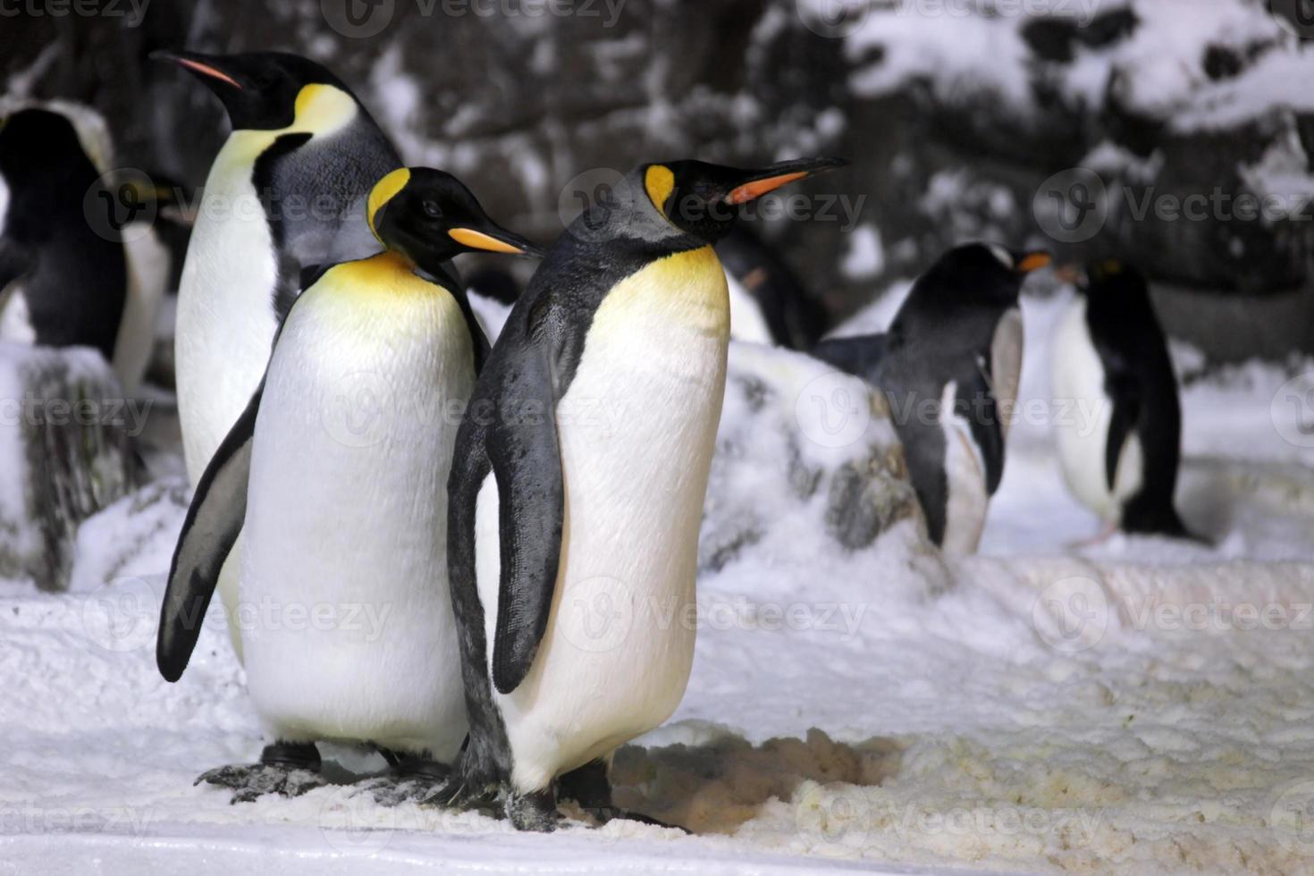 Kaiserpinguine hängen zusammen rum foto