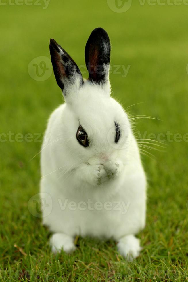 weißes Häschen im Freien im Gras foto