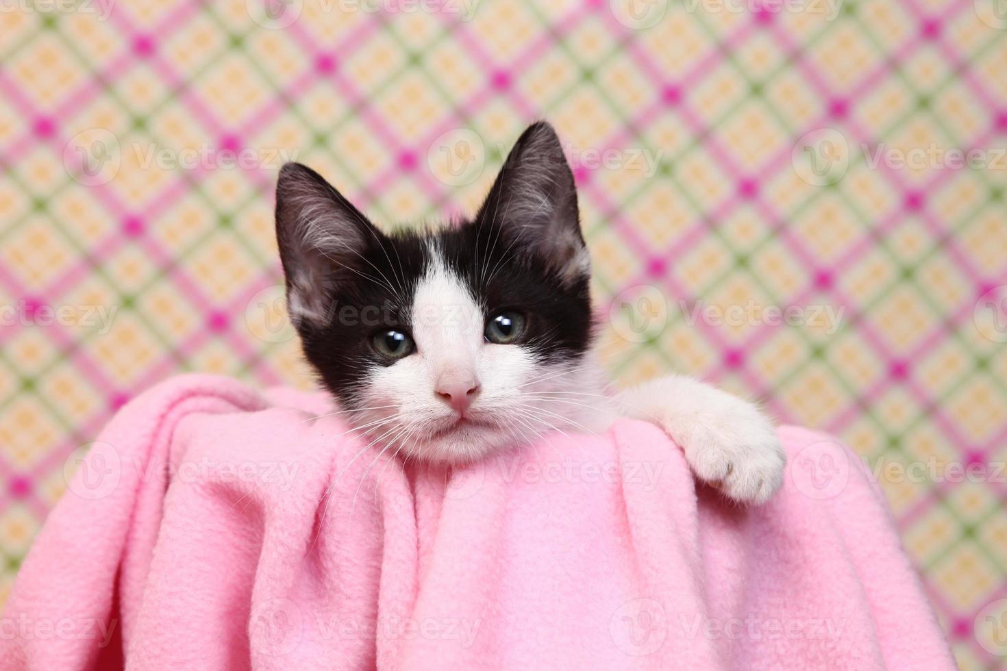 neugieriges Kätzchen auf einem rosa weichen Hintergrund foto