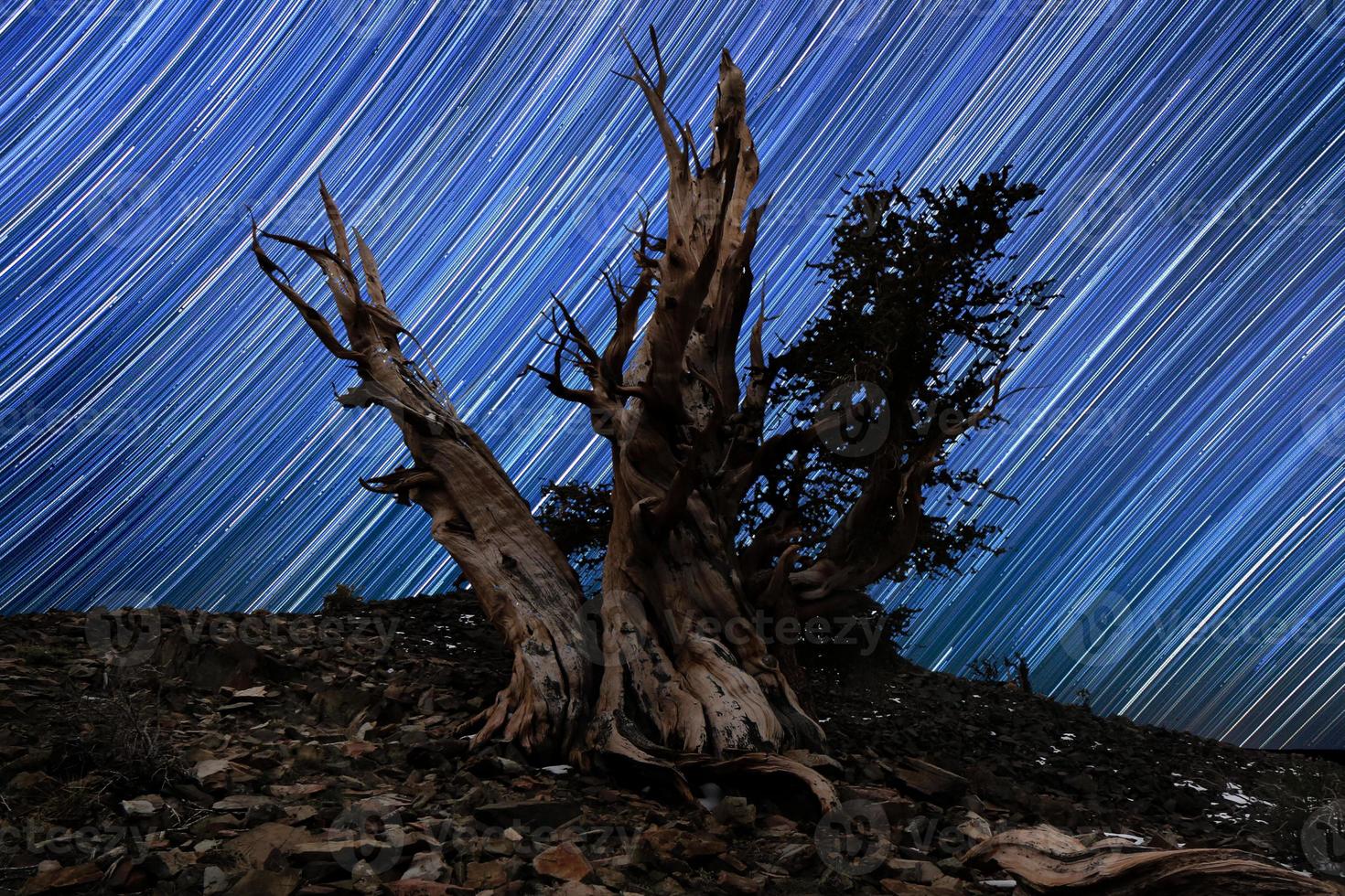hell gemalte Sternenlandschaft in Bristlecone-Kiefern foto