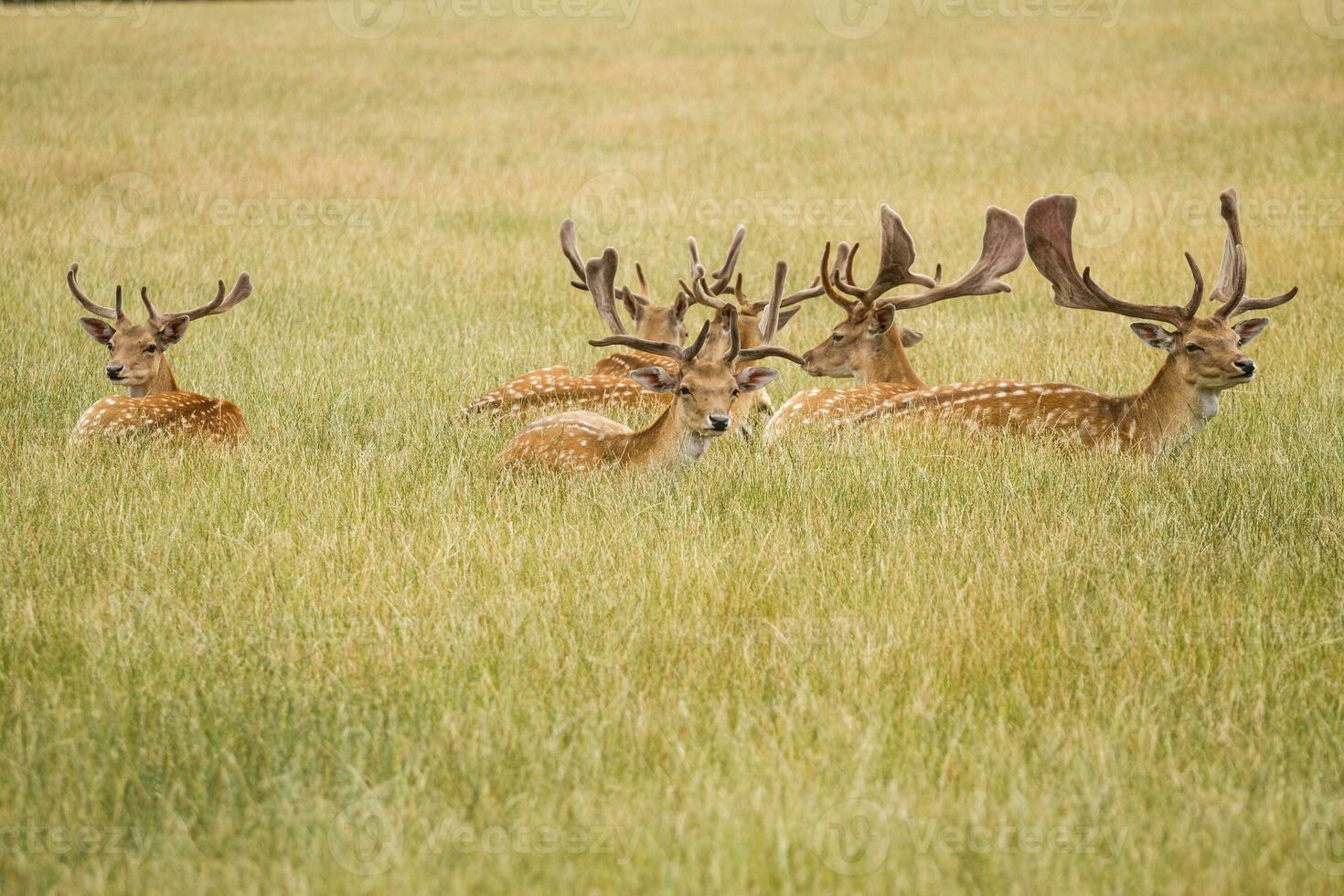 Herde von Brache Hirsch foto