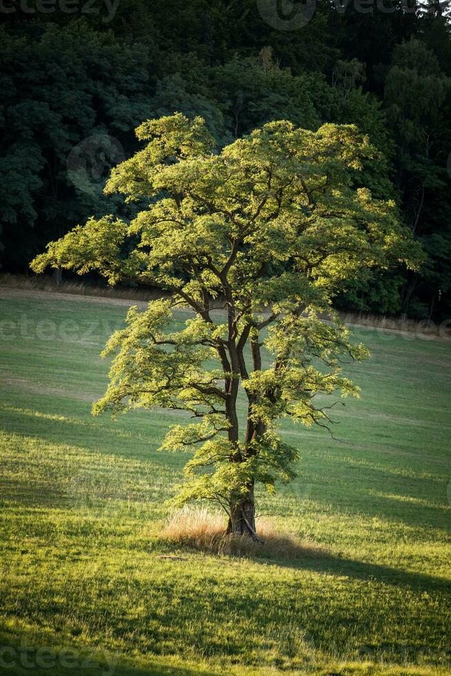 einsam Baum auf Wiese foto