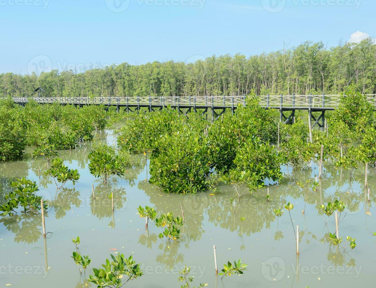 hölzern Brücke im Mangrove Wald foto