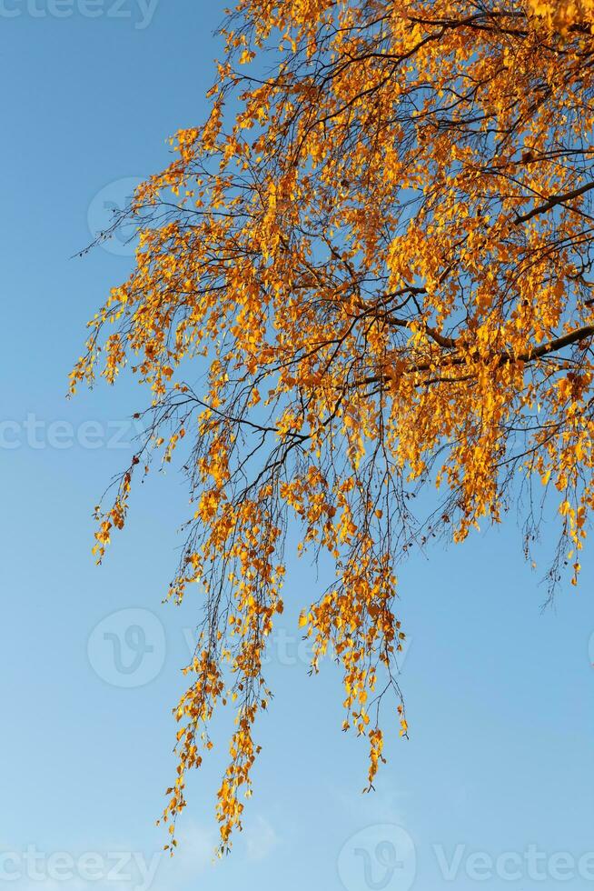 schöne bunte Herbstblätter und blauer Himmel. foto