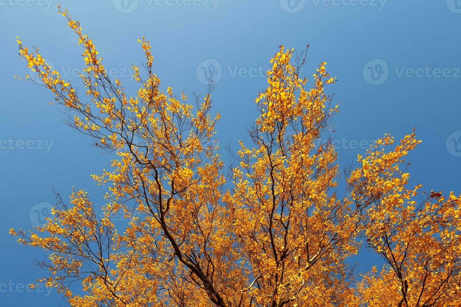 schöne bunte Herbstblätter und blauer Himmel. foto