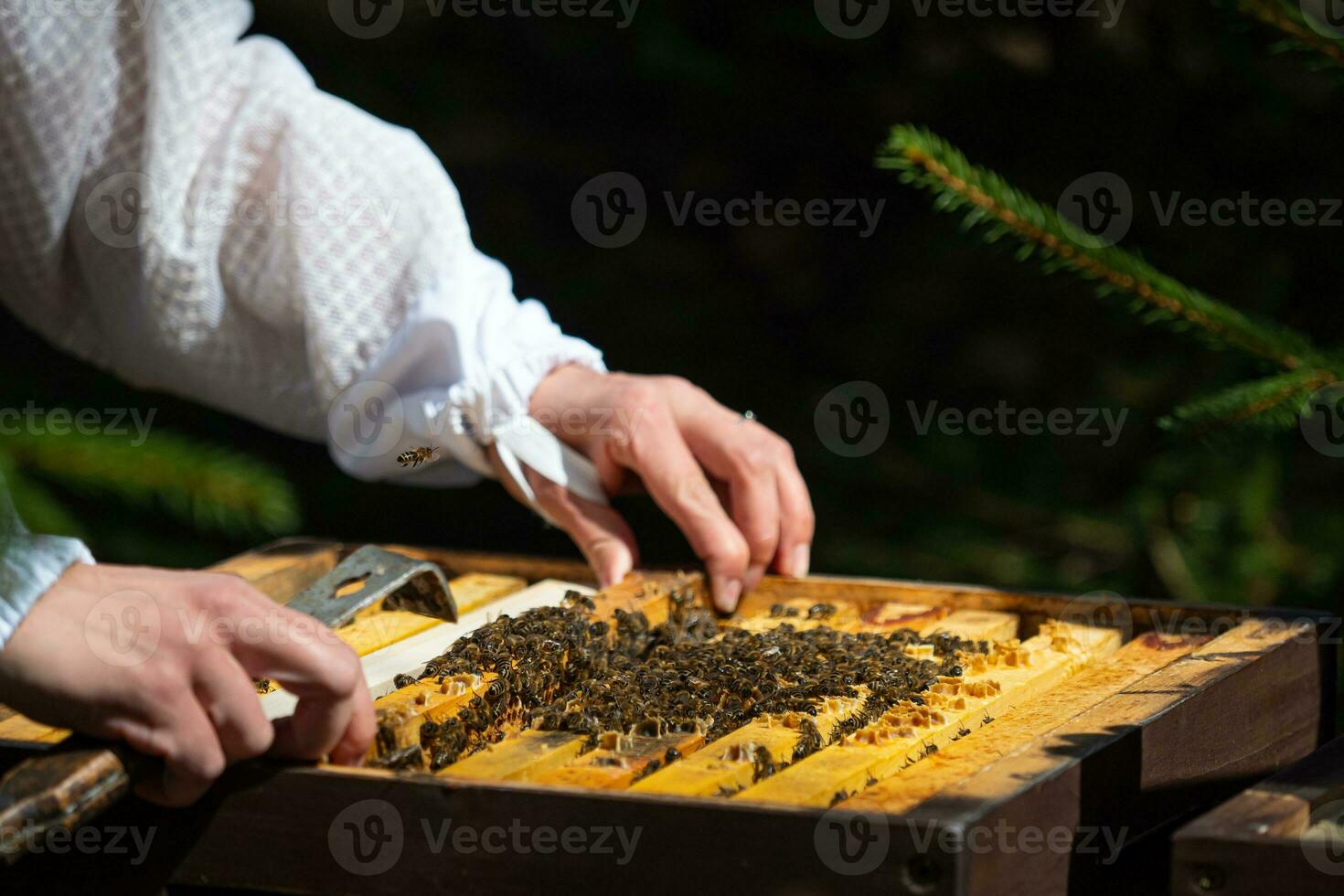 das Imker sieht aus nach Bienen. das Imker öffnet das Bienenstock, das Bienen Schecks, prüft Honig. Imker erkunden Bienenwabe. foto