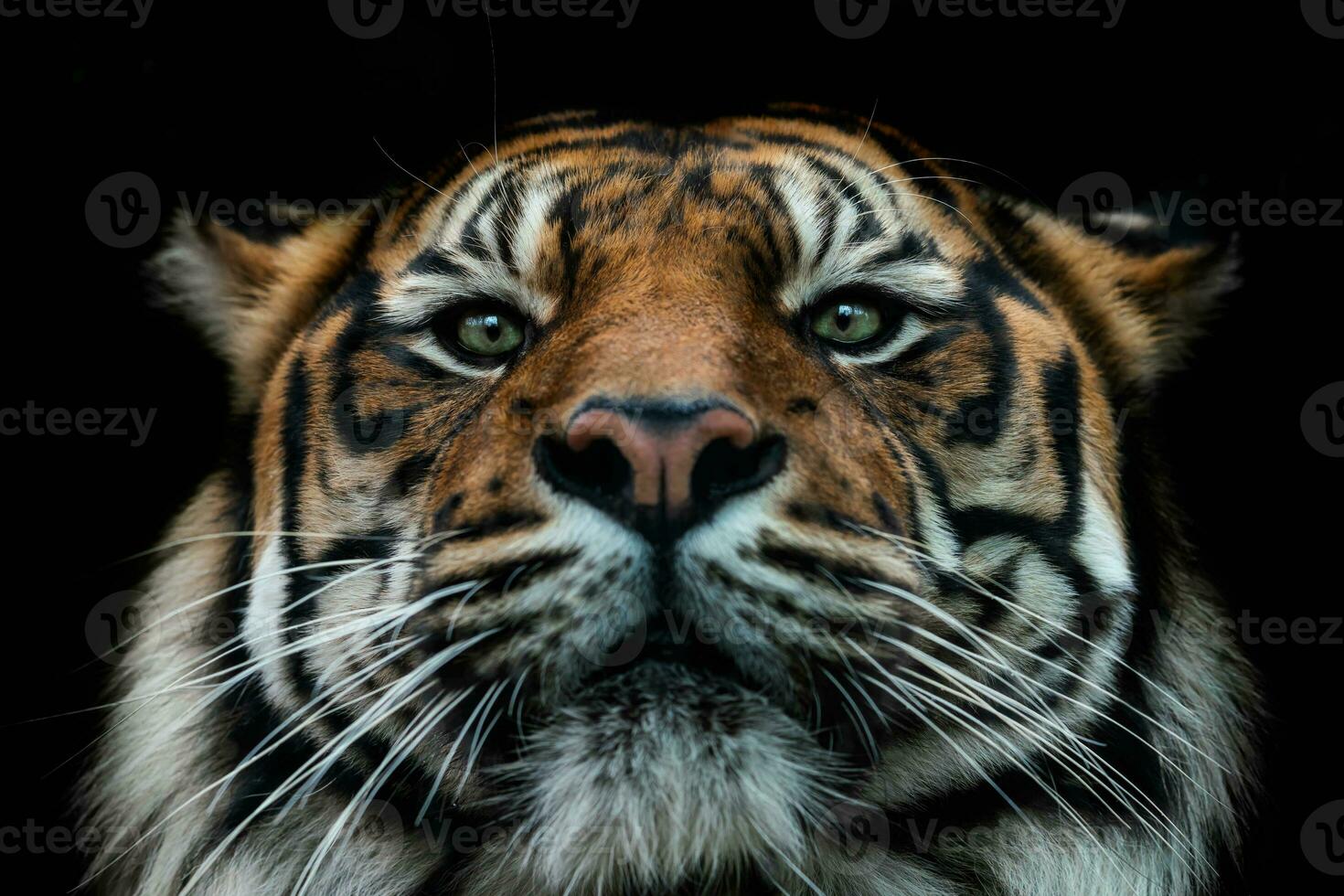 Vorderseite Aussicht von Sumatra Tiger isoliert auf schwarz Hintergrund. Porträt von Sumatra Tiger foto