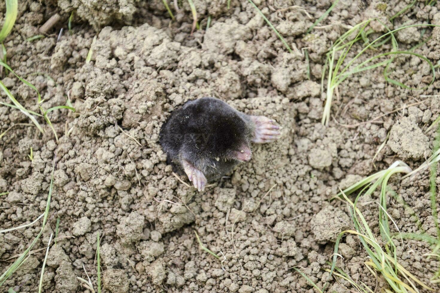 Maulwurf klettert aus von das Loch. schwarz Mol. ein Hügel von Erde von ein Mol. ein unter Tage Tier ist ein Mol. foto