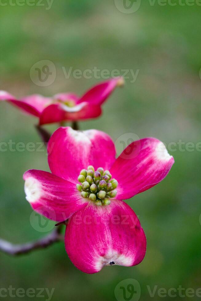 Blühen Hartriegel Baum Blumen foto